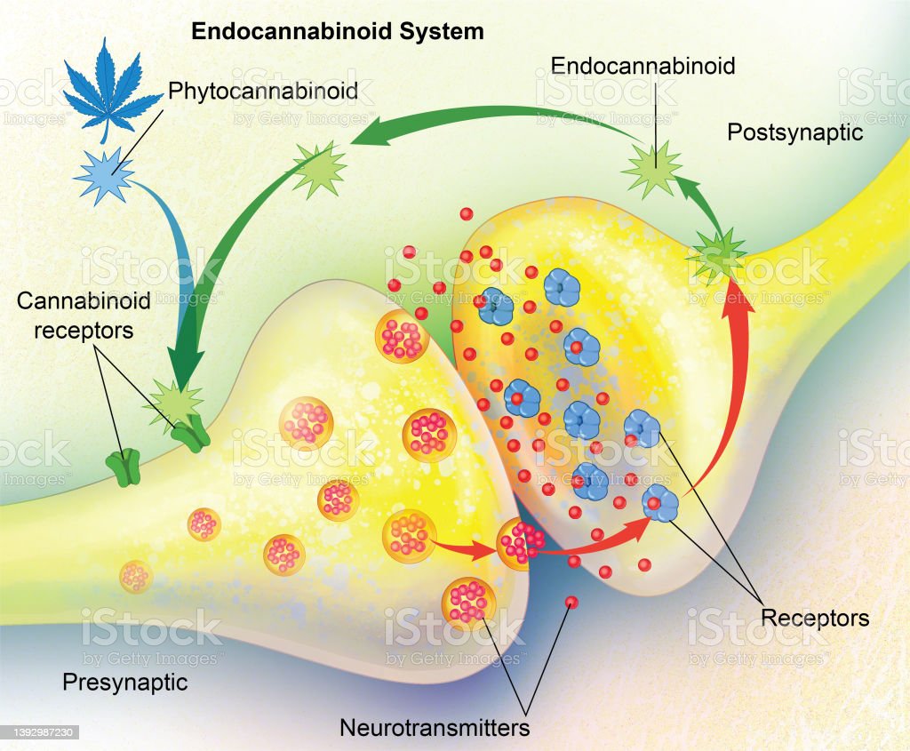  Endocannabinoide CBD